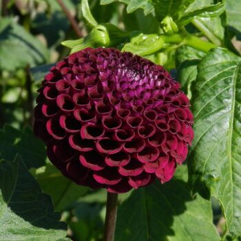 Dahlia- Moor Place (Tuber)