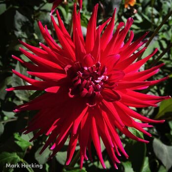 Dahlia- Mrs Rees (Tuber)