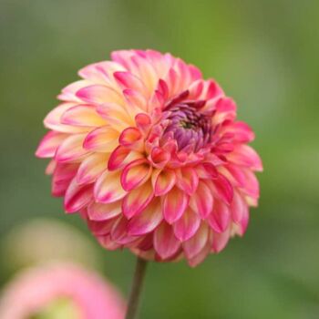 Dahlia- First Prize (Tuber)