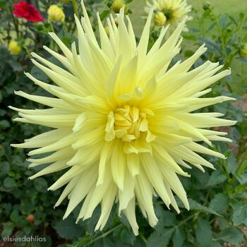 Dahlia- Gay Bright Eyes (Tuber)