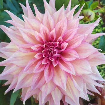 Dahlia- Glenmarc Kim (Tuber)