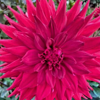 Dahlia- Kenora Wildfire (Tuber)
