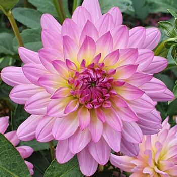 Dahlia- Jan's Waterlily (Tuber)
