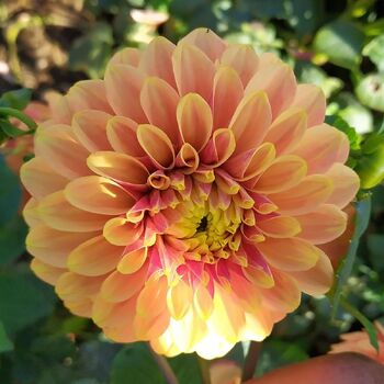 Dahlia- Great Sunset (Tuber)