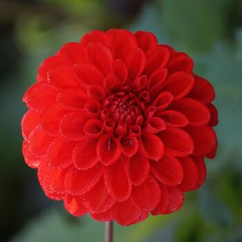 Dahlia- Russel's Dream (Tuber)