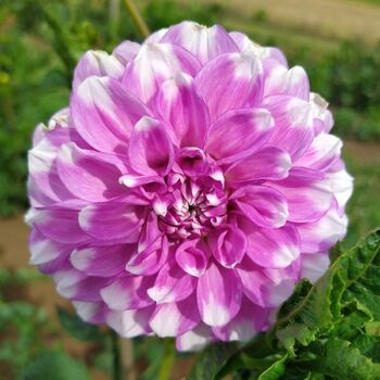 Dahlia- CMC Treasure (Tuber)