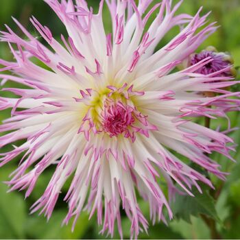 Dahlia- Marlene Joy (Tuber)