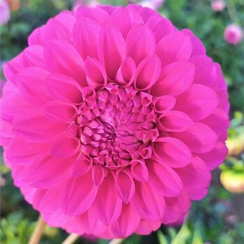 Dahlia- Glenmarc Galaxy (Tuber)
