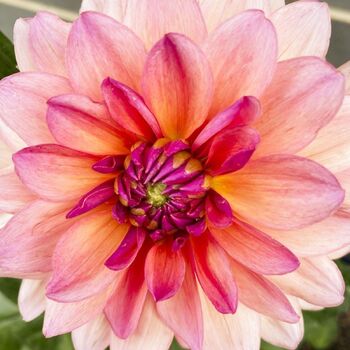 Dahlia- African Peach (Tuber)