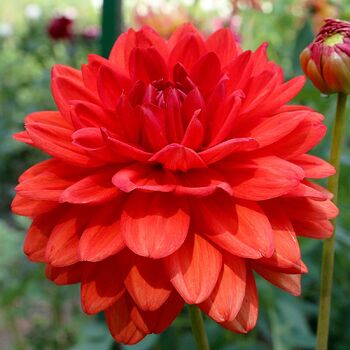 Dahlia- Harlequin (Tuber)