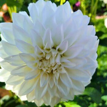 Dahlia- Hillview Iceberg (Tuber)