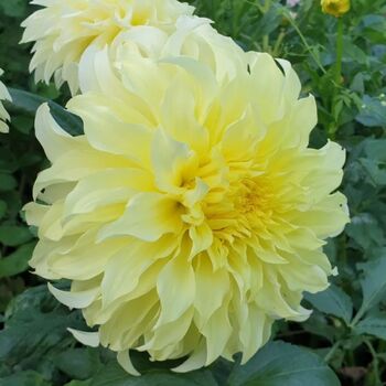 Dahlia- Formby Supreme (Tuber)