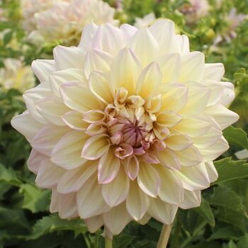 Dahlia- Tom Wynton (Tuber)