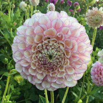 Dahlia- Vintage Wine (Tuber)