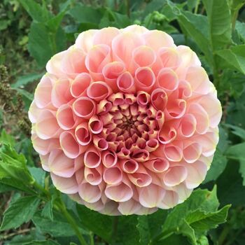 Dahlia- Salmon Joy (Tuber)