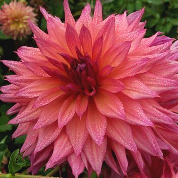 Dahlia- Watermelon (Tuber)