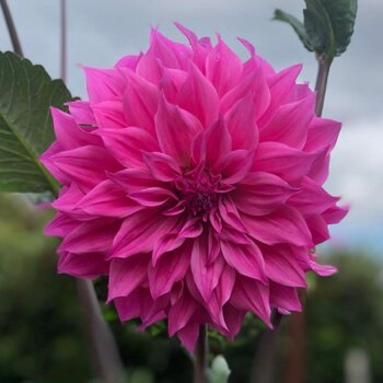 Dahlia- Carlos Hot Pink (Tuber)