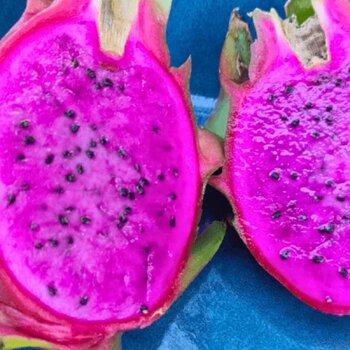 Dragon Fruit- Purple Haze (Cutting)