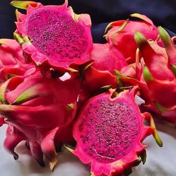 Dragon Fruit- Commercial Red (Cutting)