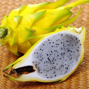 Dragon Fruit- Aussie Gold (Cutting)