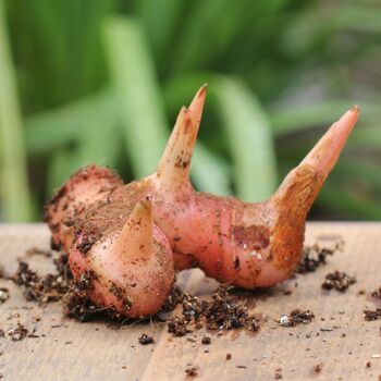 Spice Ginger Plant - Galangal - Alpinia galanga -Fragrant- Indoors/Out -4  Pot