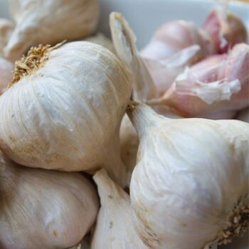 Garlic- White Softneck (Bulb)