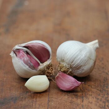 Garlic- Dynamite Purple (Bulb)