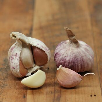 Garlic- Kangaroo Island Purple (Bulb)