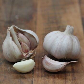Garlic- Colossus (Bulb)