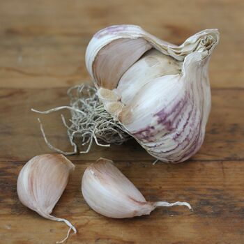 Garlic- Italian Purple (Bulb)