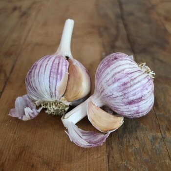 Garlic- Purple Stripe (Bulb)