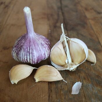 Garlic- Rose Du Var (Bulb)