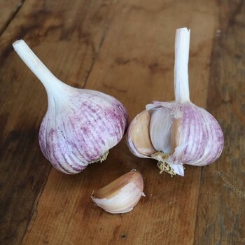 Garlic- Phillips Red (Bulb)