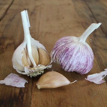Garlic- Tasmanian Purple (Bulb)