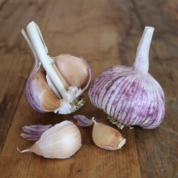 Garlic- Oriental Purple (Bulb)