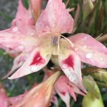 Gladiolus- Salmoneus