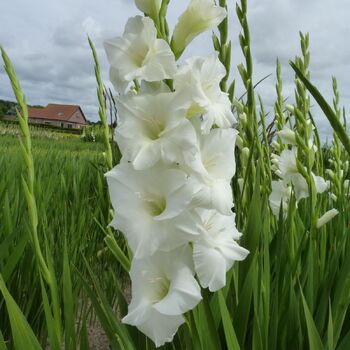 Gladiolus- Grand Prix