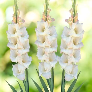 Gladiolus- Cream Perfection