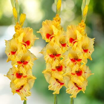 Gladiolus- Jester