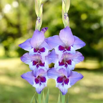 Gladiolus- Vista