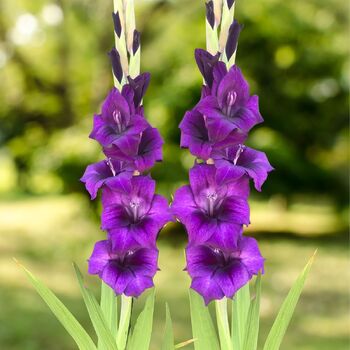 Gladiolus- Purple Flora