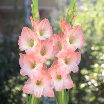 Gladiolus- Karma