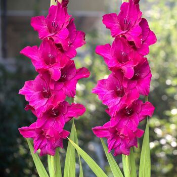 Gladiolus- Sugar Plum