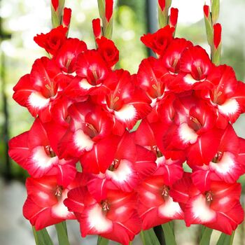 Gladiolus- Beach Party