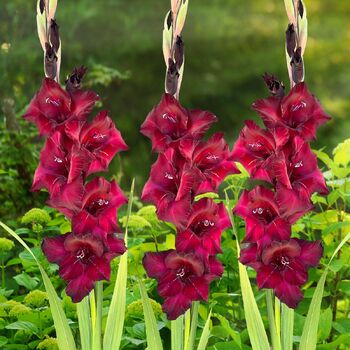 Gladiolus- Black Sea