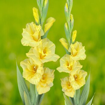 Gladiolus- Bra Val