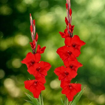 Gladiolus- Dador De Pan