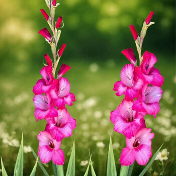 Gladiolus- Fado
