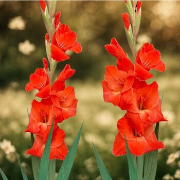 Gladiolus- Live Oak