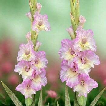 Gladiolus- Magenta Princess